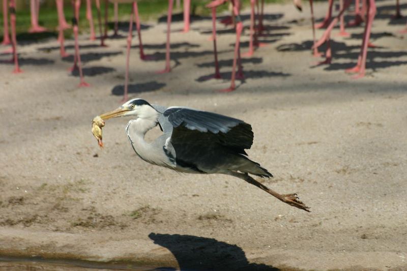 Fischreiher