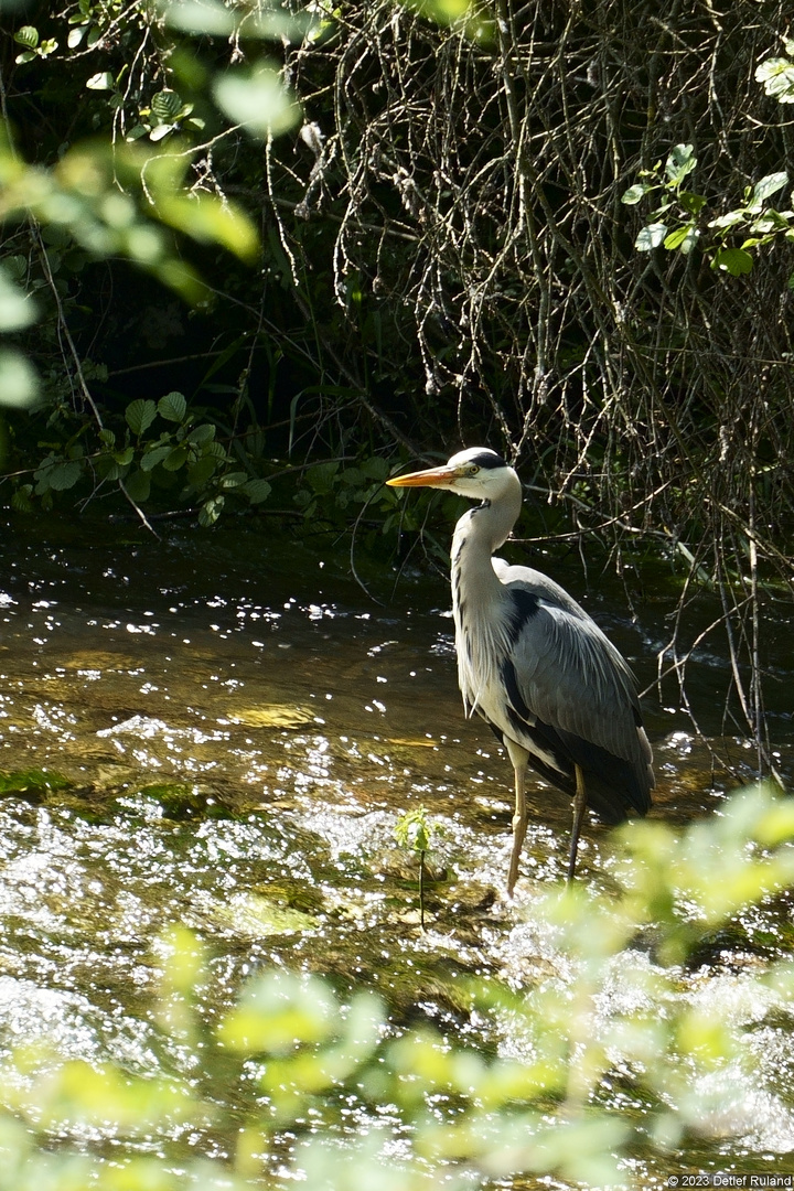 Fischreiher