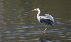 Fischreiher bei der Gefiederpflege II