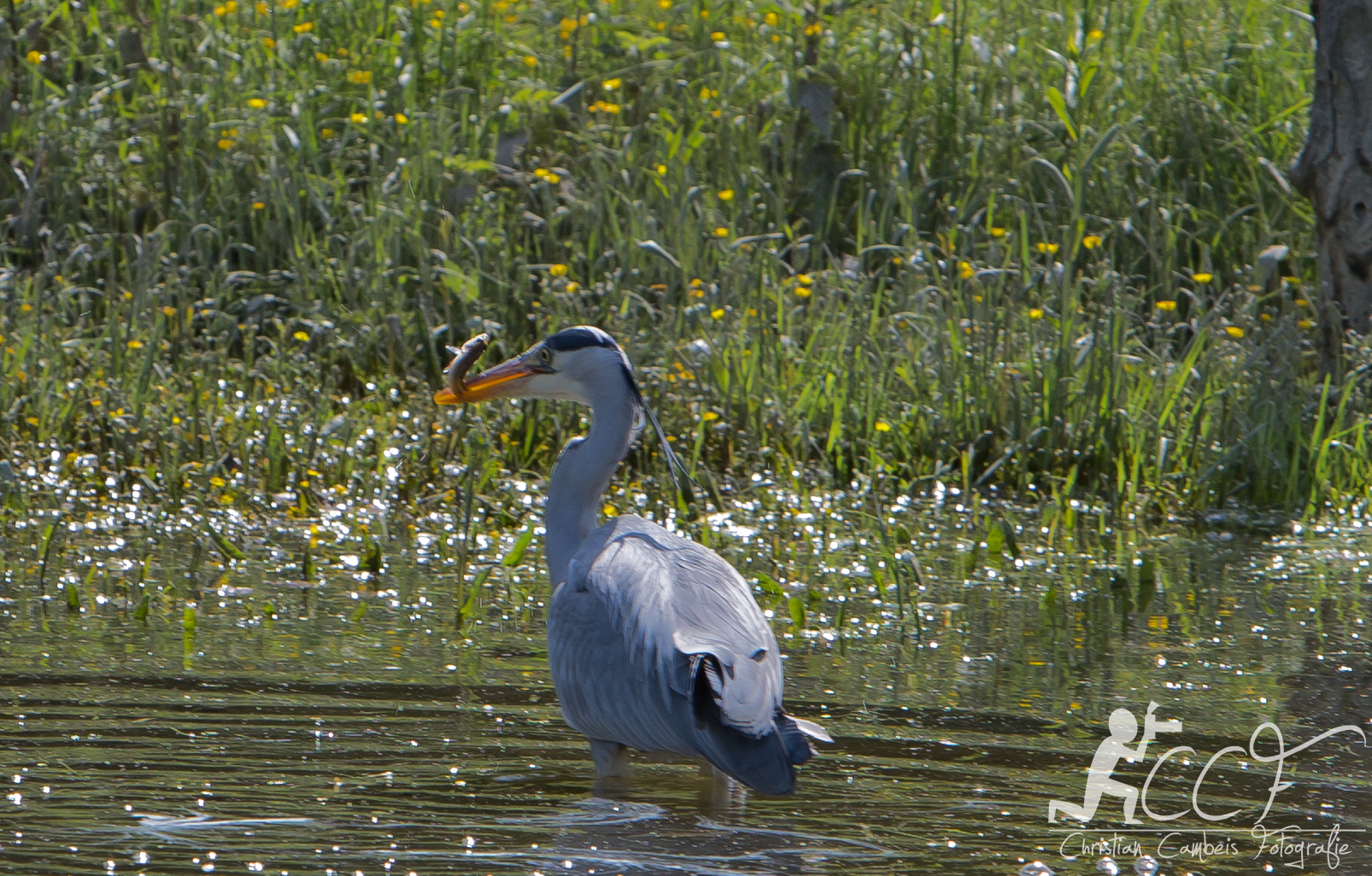 Fischreiher bei der Mahlzeit