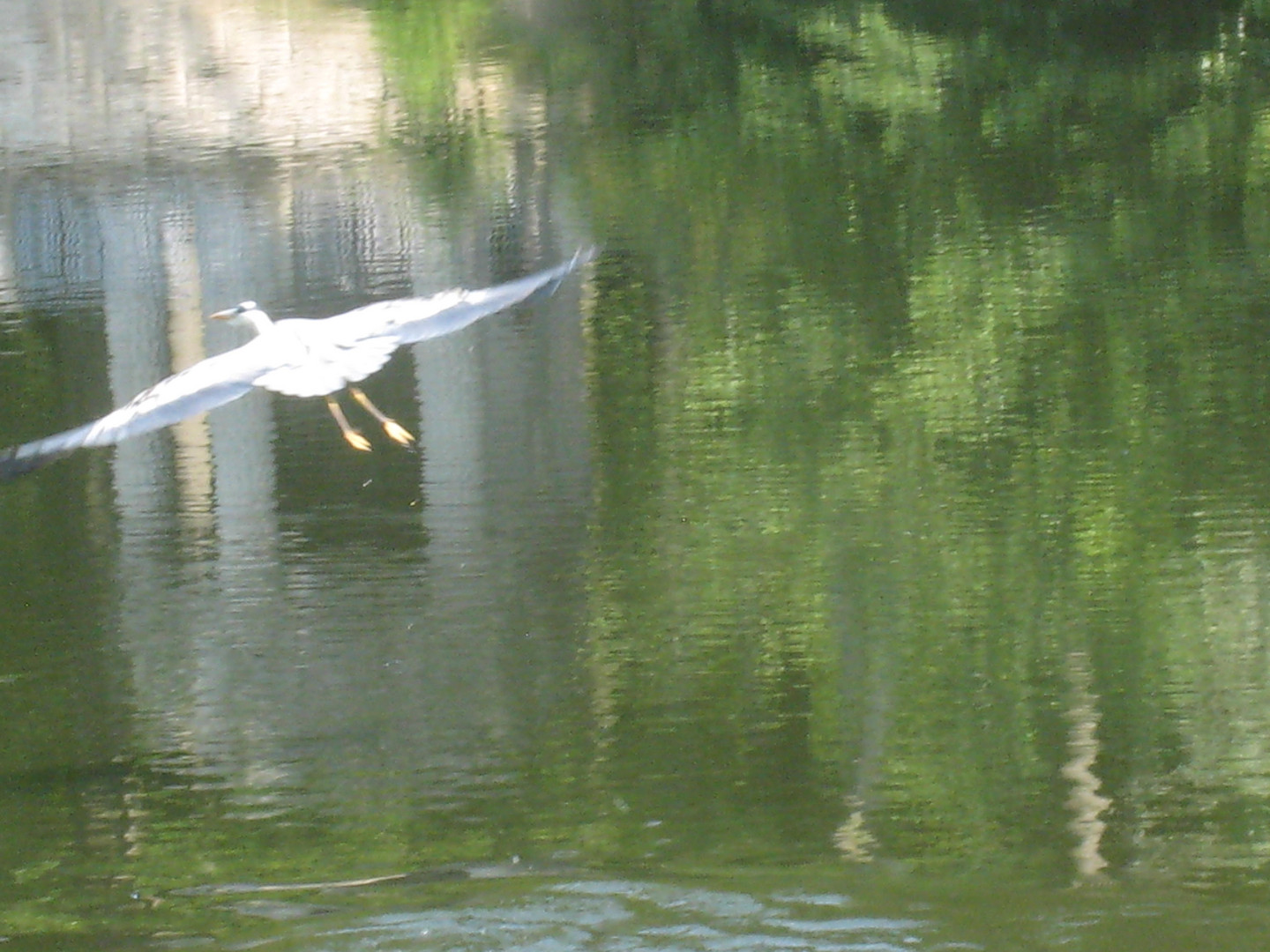 Fischreiher beim Abflug