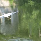 Fischreiher beim Abflug