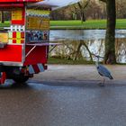  Fischreiher beim aussuchen seines Mittagsessens