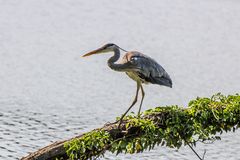 Fischreiher beim Lauern