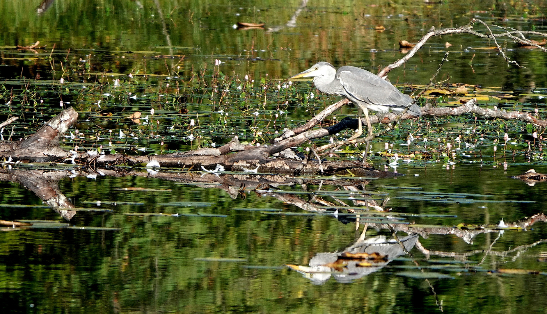 Fischreiher beim Sonnenbad