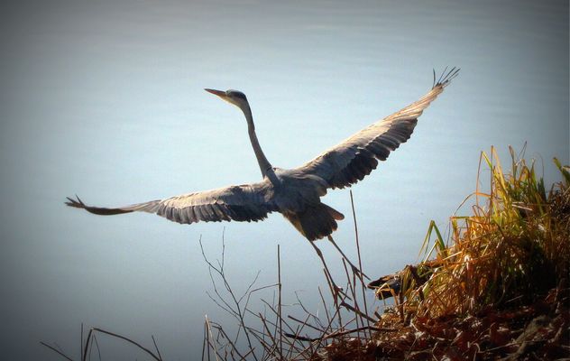 Fischreiher beim Start an der Saar