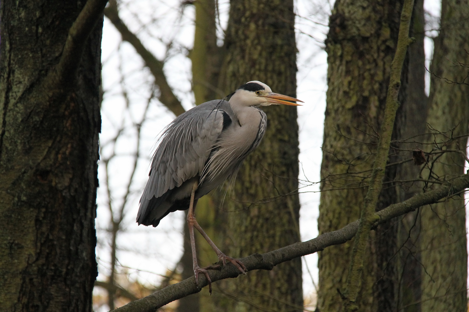 Fischreiher