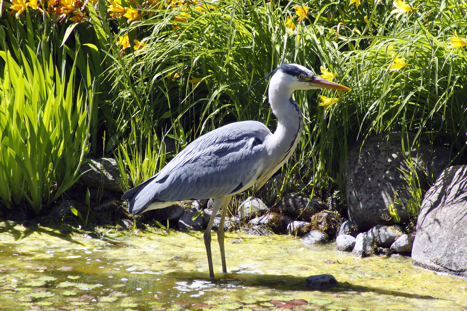 Fischreiher