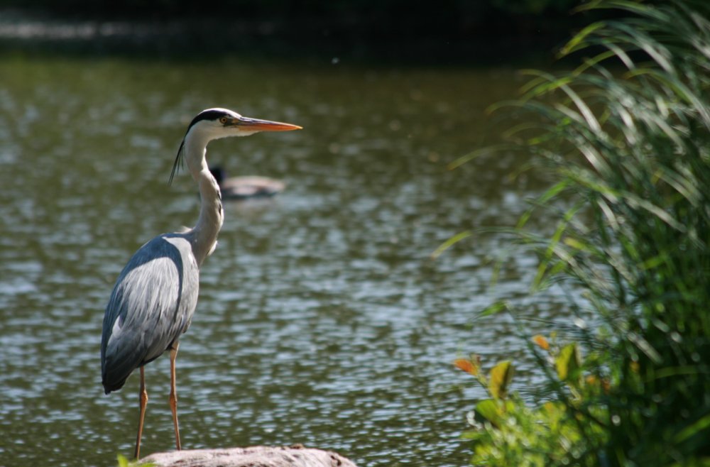 Fischreiher