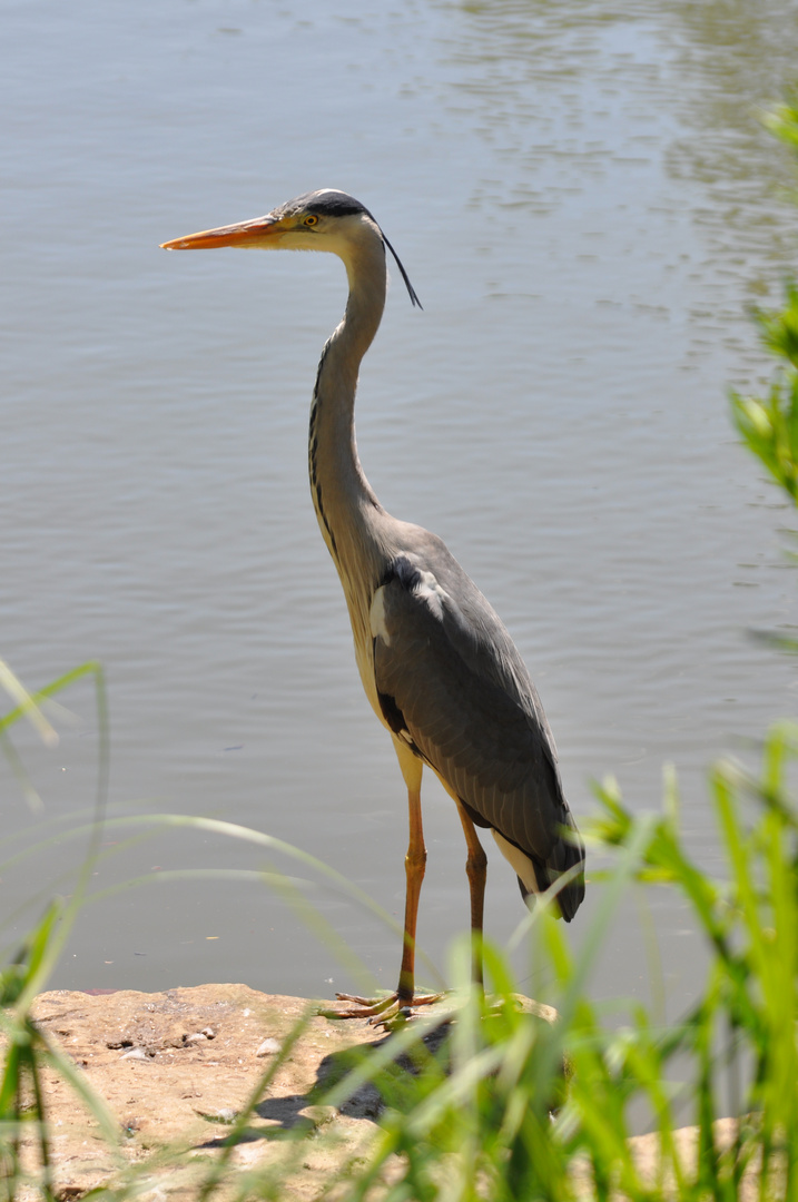 Fischreiher