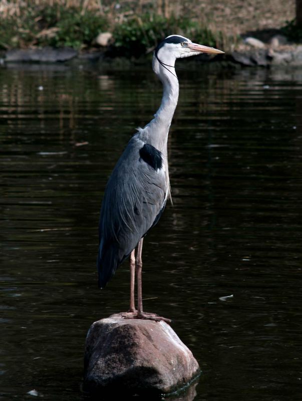 Fischreiher