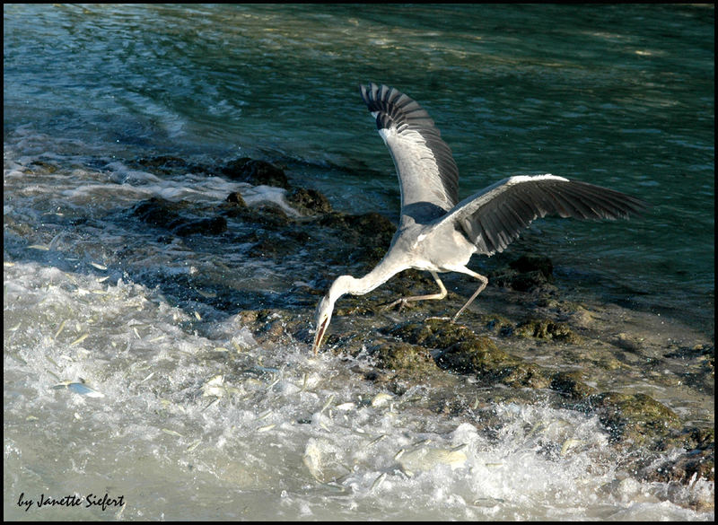 Fischreiher