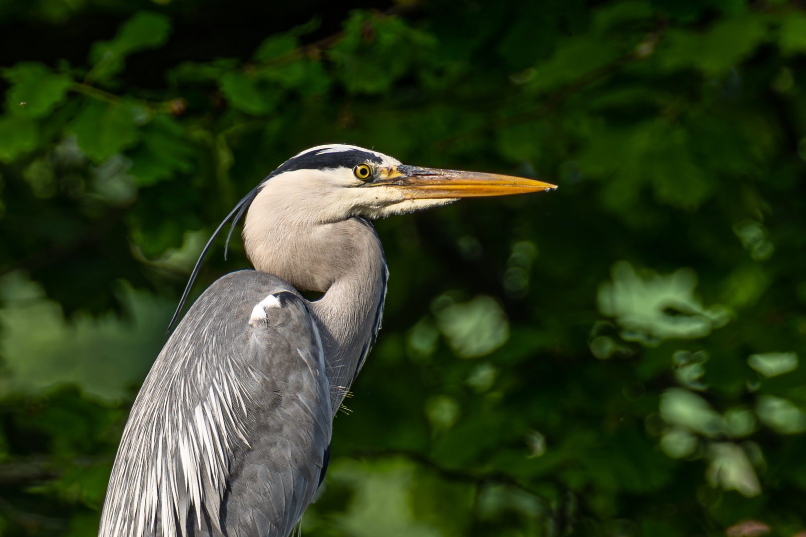 Fischreiher 