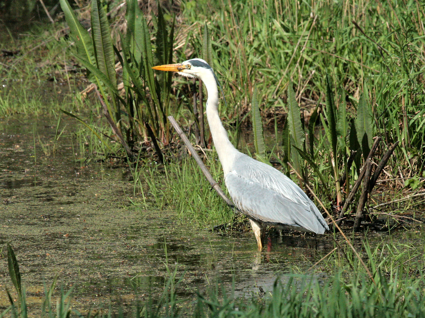 Fischreiher, Graureiher -Ardea cinerea-