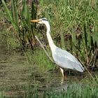 Fischreiher, Graureiher -Ardea cinerea-