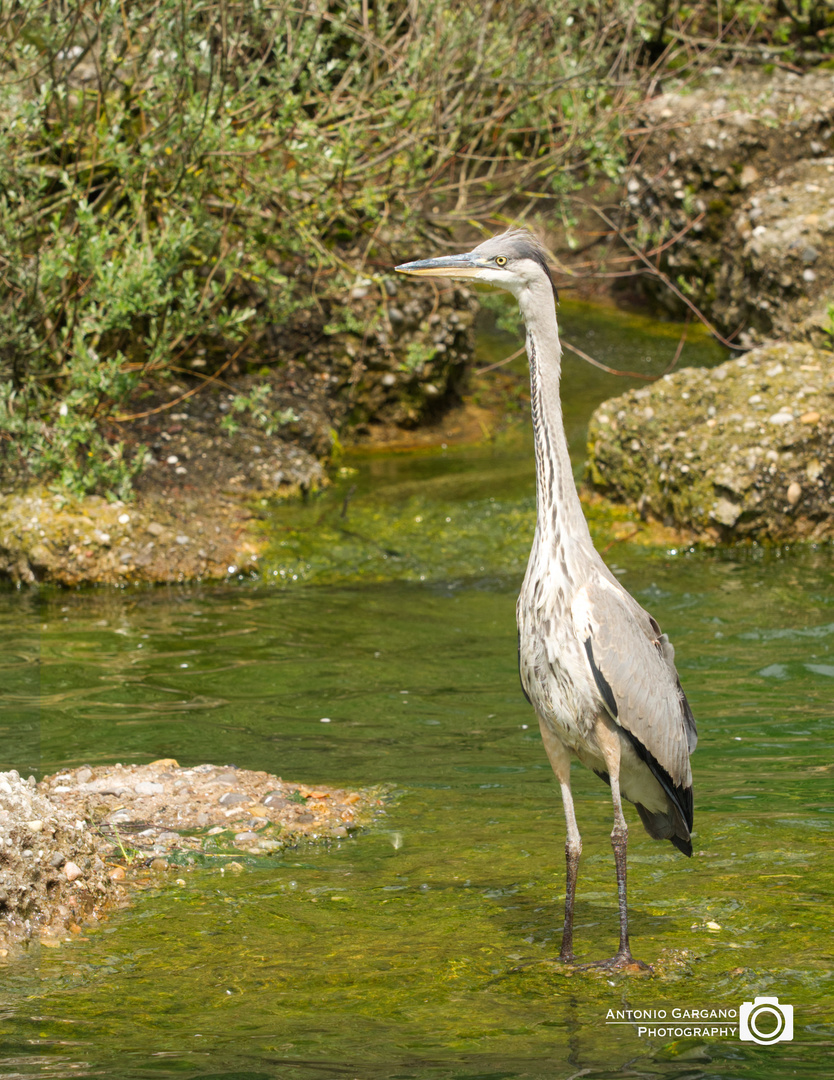 Fischreiher - Heron