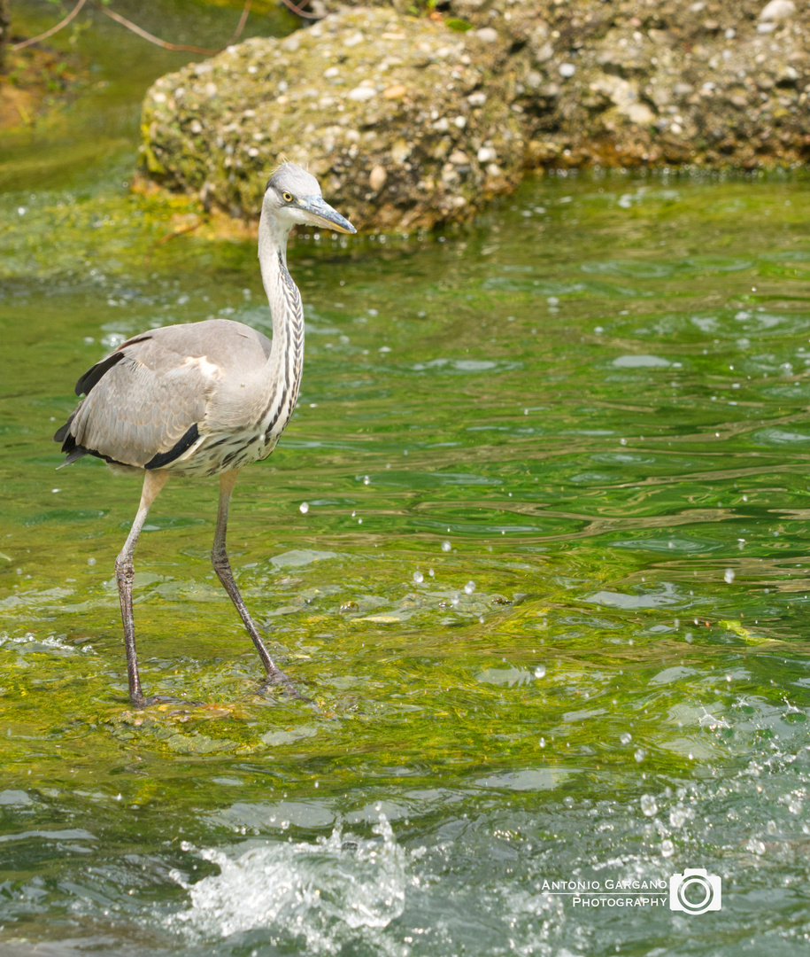 Fischreiher - Heron