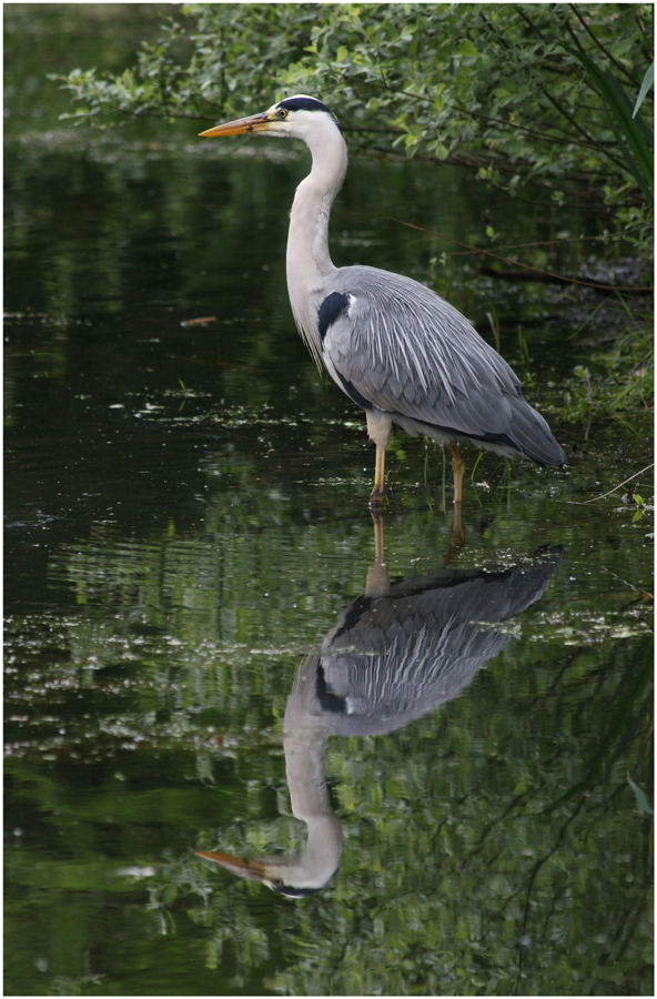 Fischreiher I