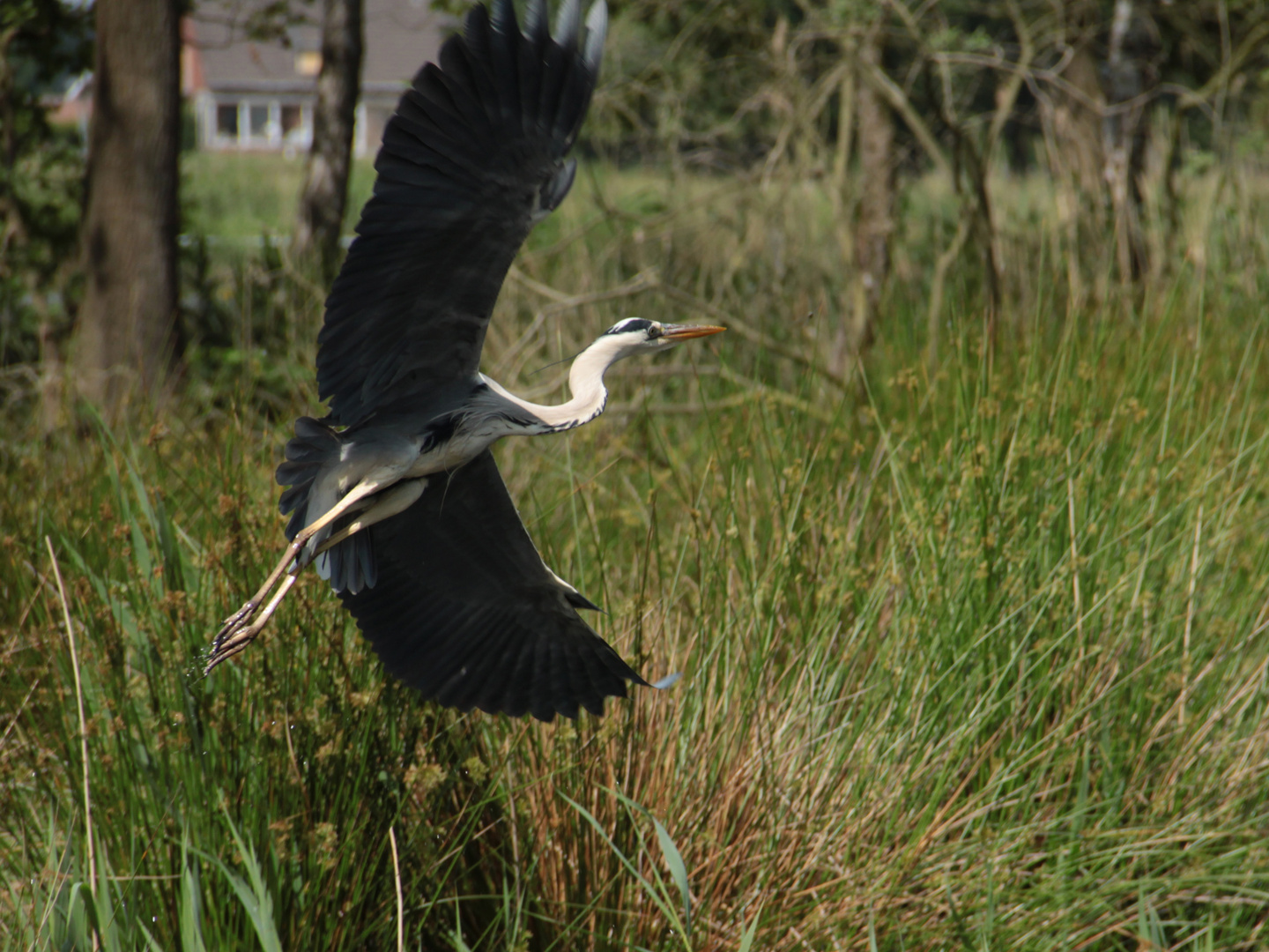 Fischreiher im Abflug