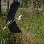 Fischreiher im Abflug