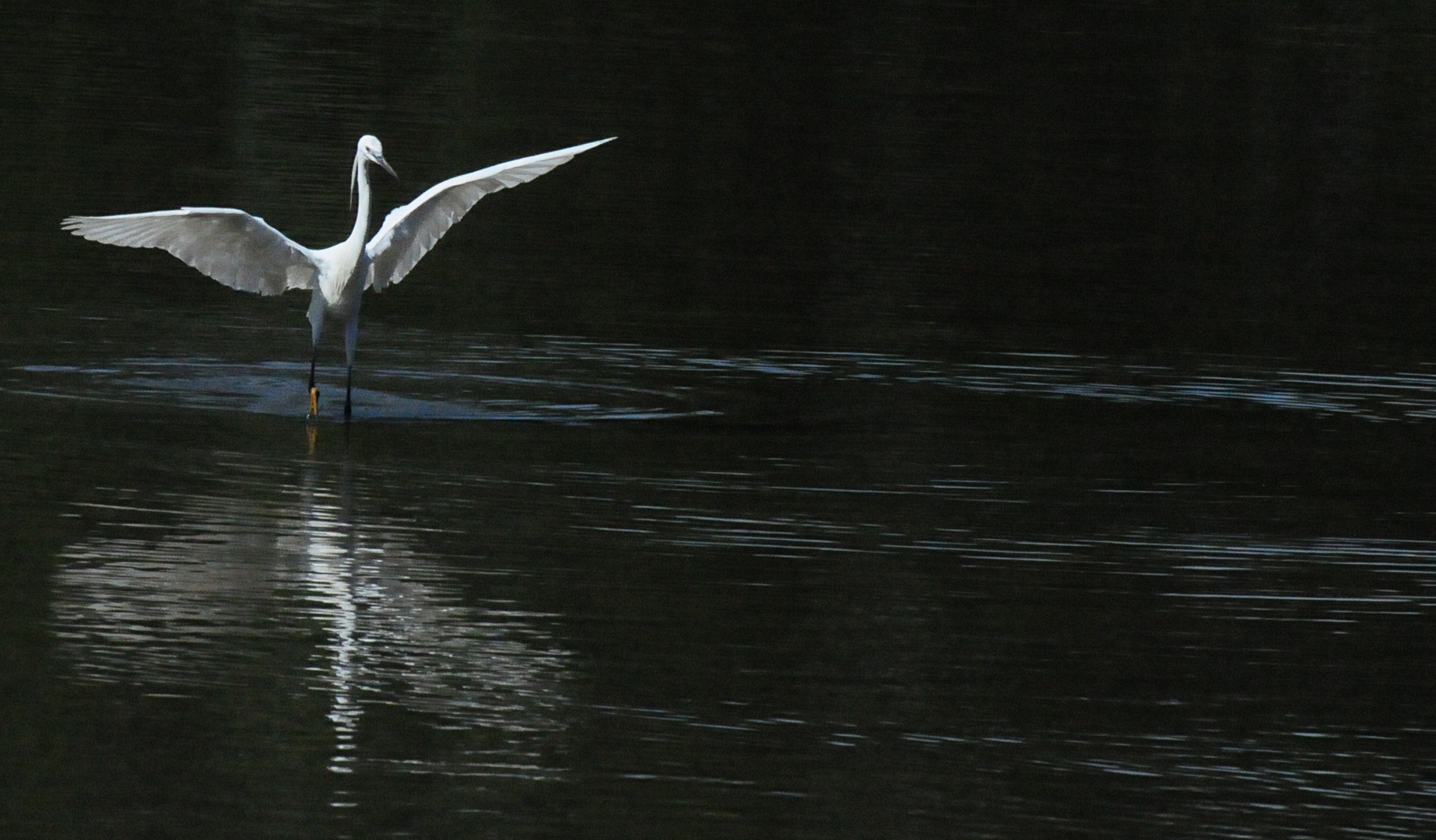 Fischreiher im Anflug