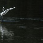 Fischreiher im Anflug