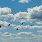 Fischreiher im Anflug