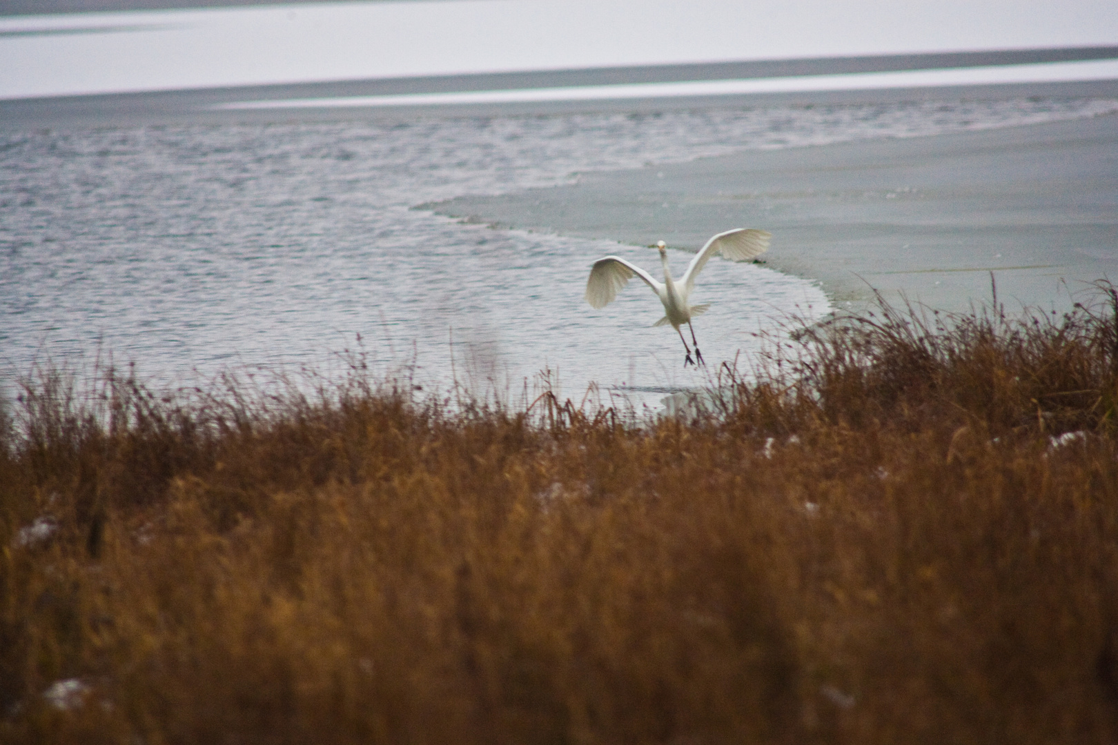 Fischreiher im Anflug