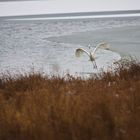 Fischreiher im Anflug