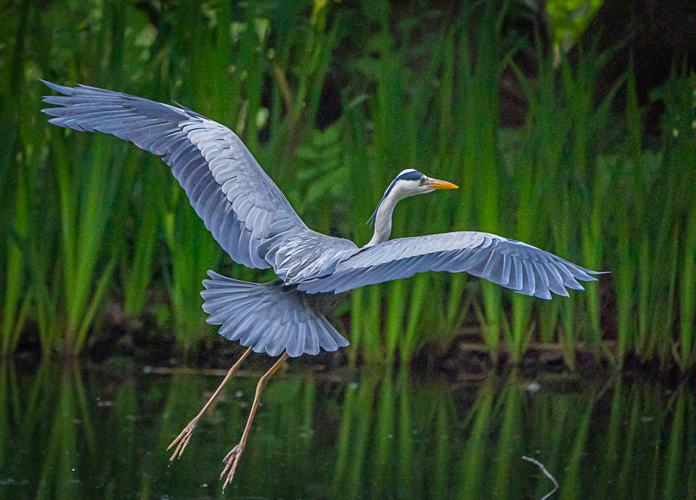 Fischreiher im Anflug