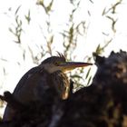 Fischreiher im Baum Teil 2