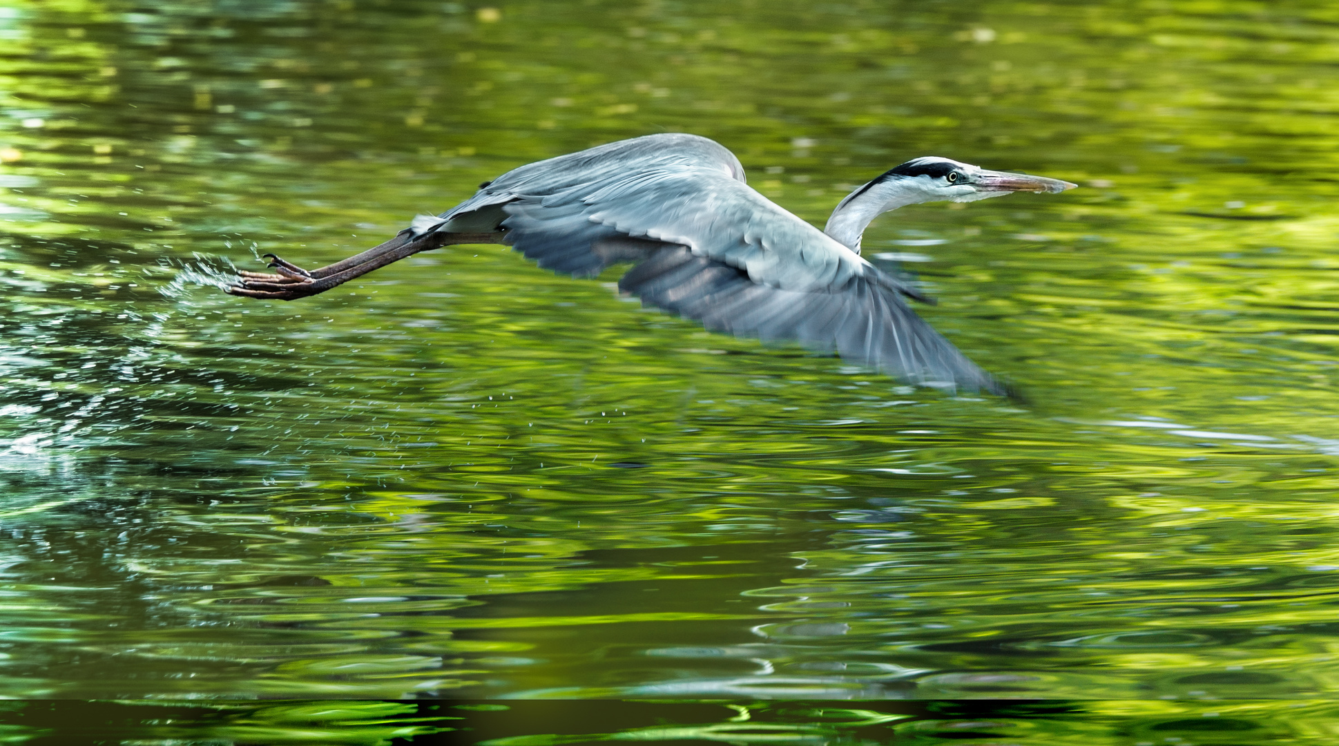 Fischreiher im Durchflug