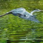 Fischreiher im Durchflug