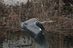 Fischreiher im Flug [01]