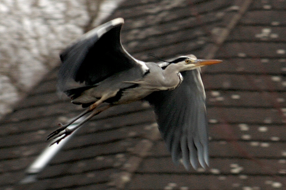 Fischreiher im Flug [02]