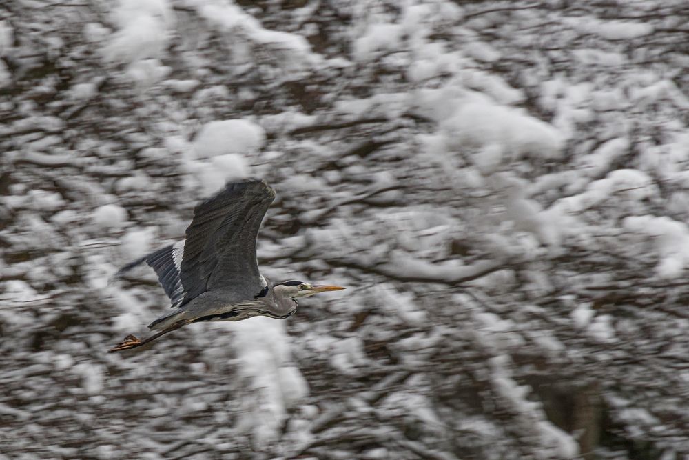 Fischreiher im Flug-5103-2