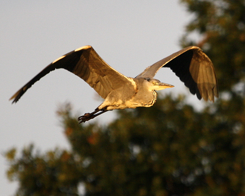 Fischreiher im Flug