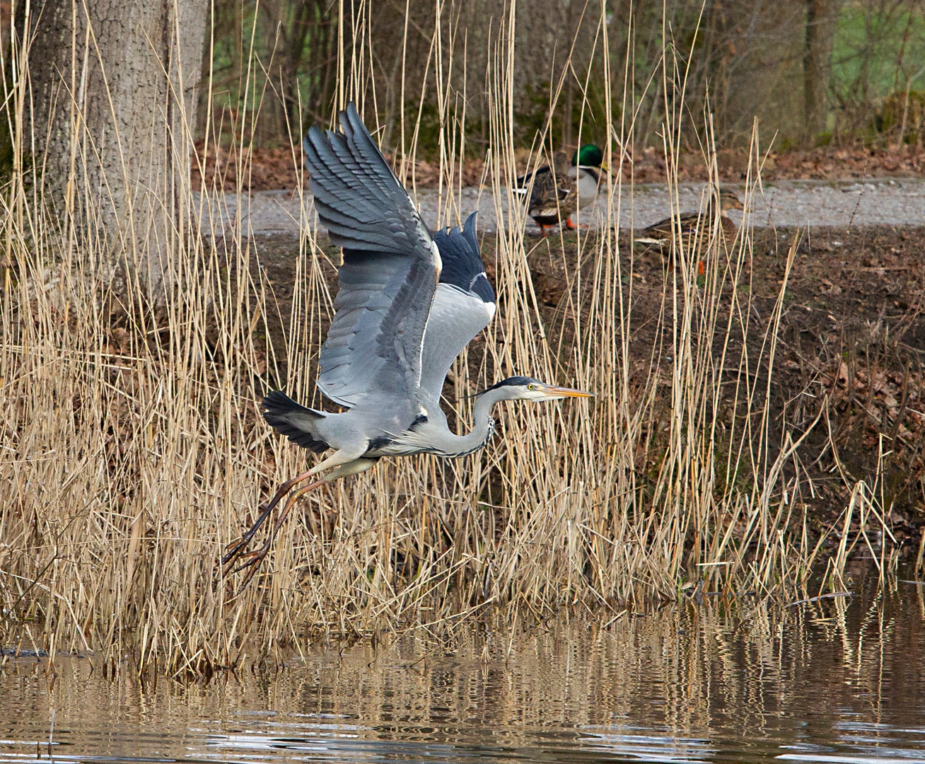  Fischreiher im Flug