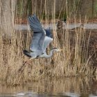  Fischreiher im Flug