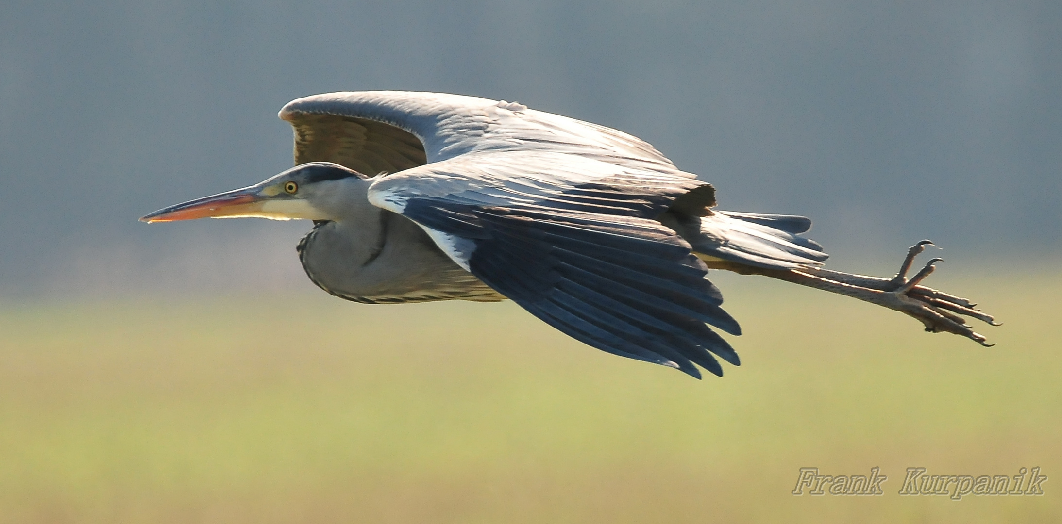 Fischreiher im Flug