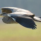 Fischreiher im Flug