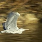 Fischreiher im Flug