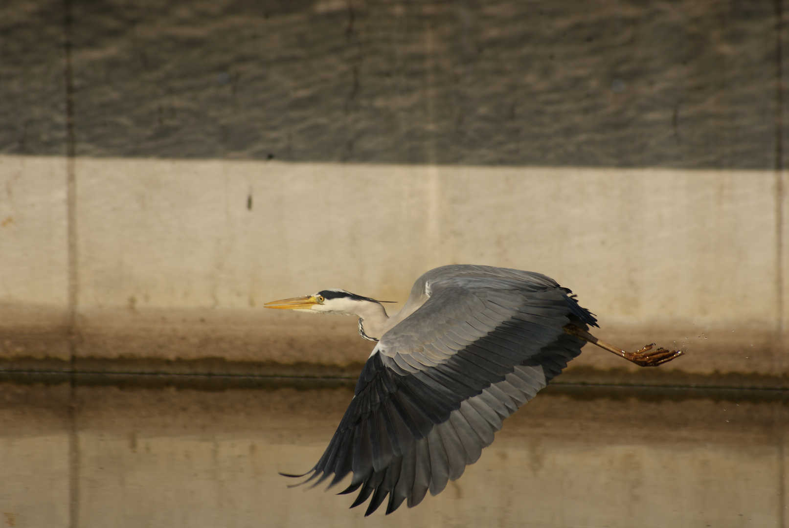 Fischreiher im Flug