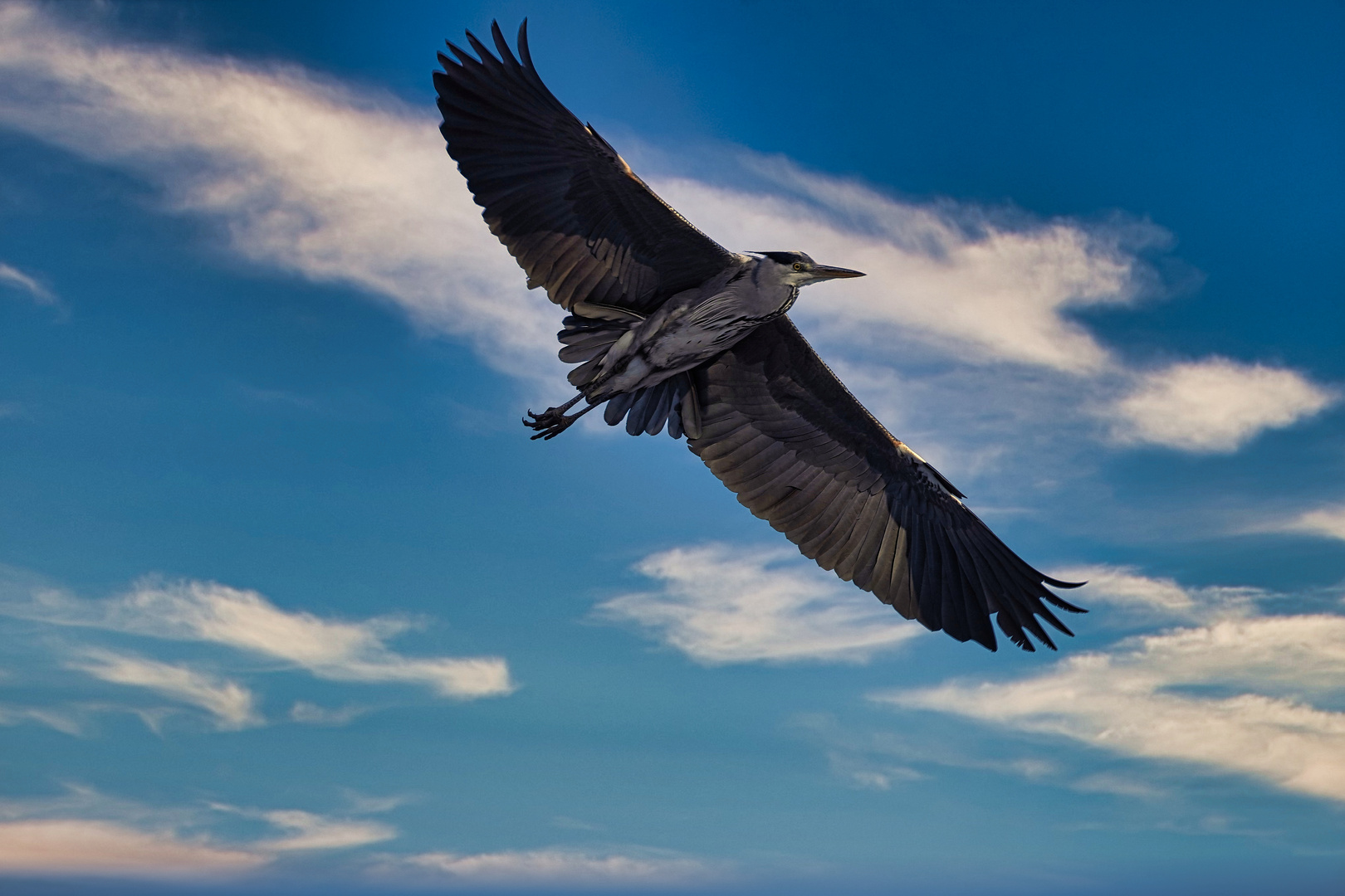 Fischreiher im Flug