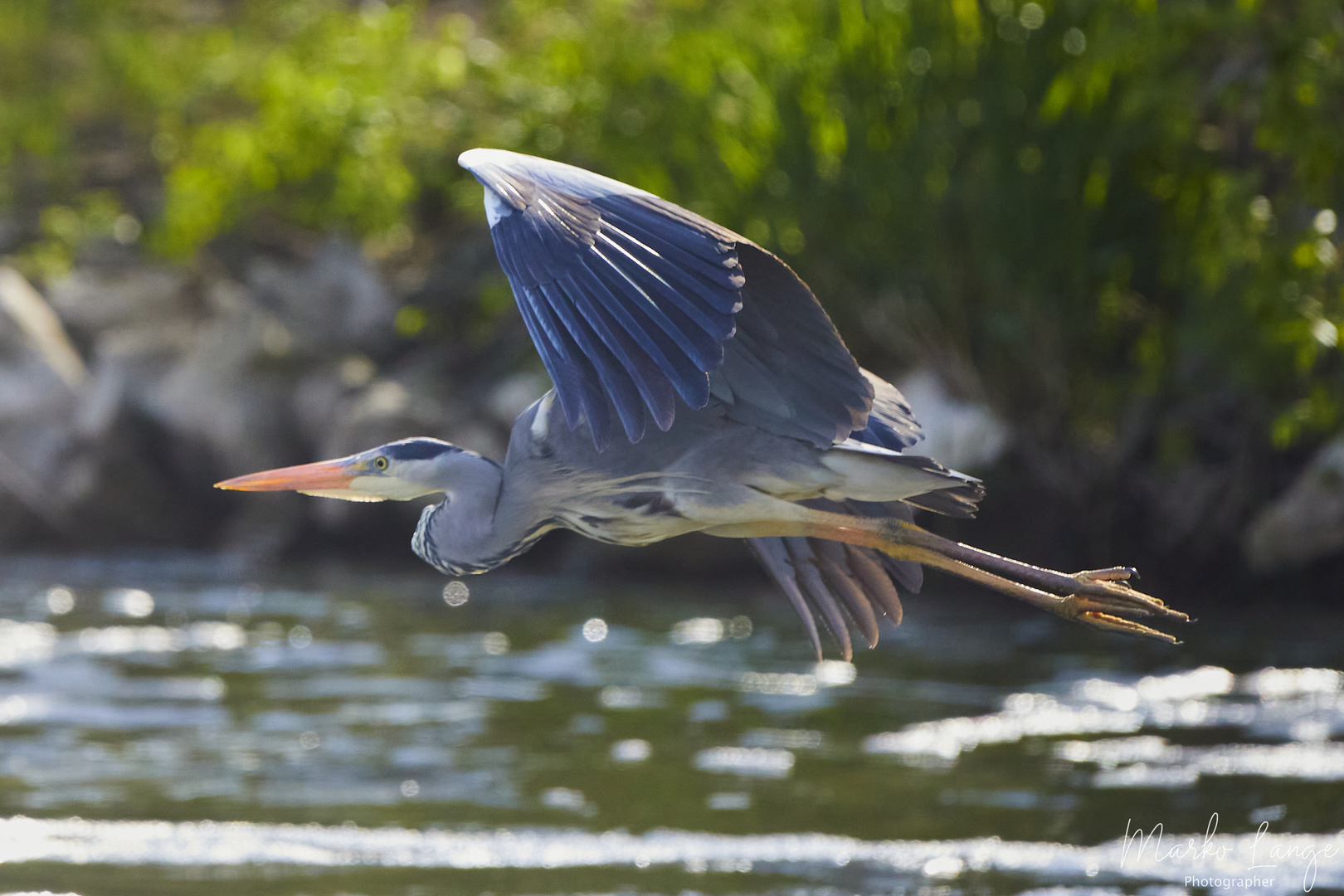 Fischreiher im Flug