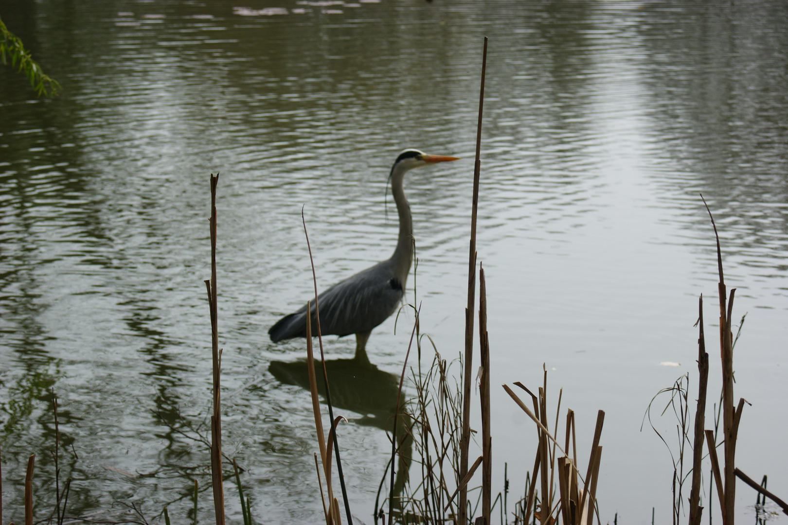 Fischreiher im Frühling