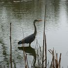 Fischreiher im Frühling