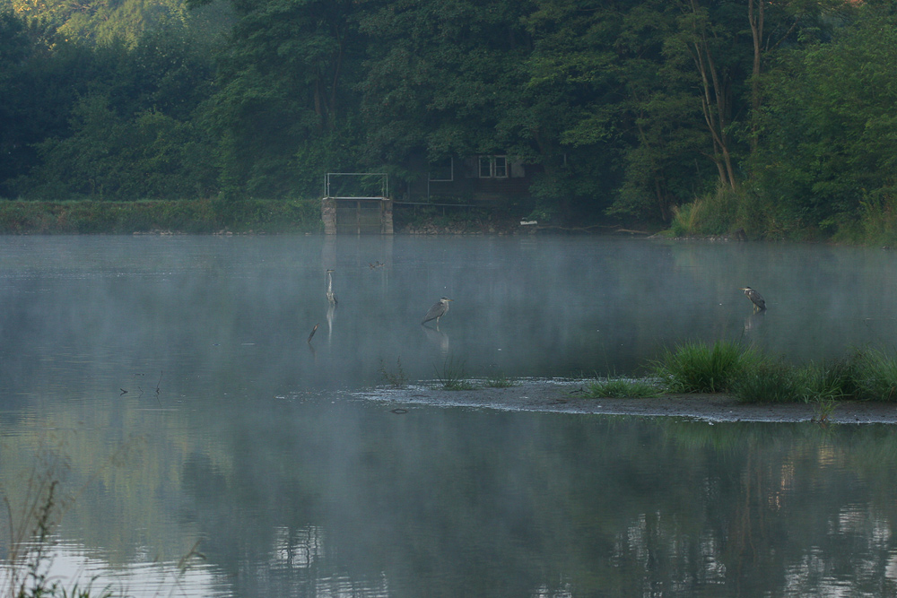 Fischreiher im Frühnebel