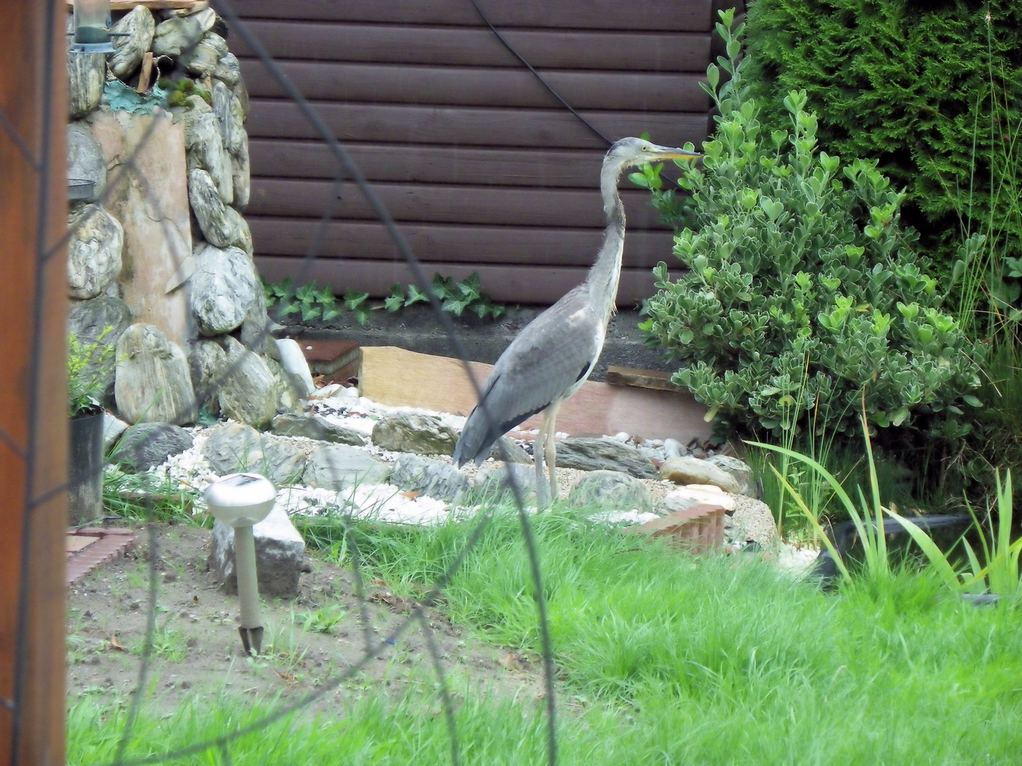 Fischreiher im Garten