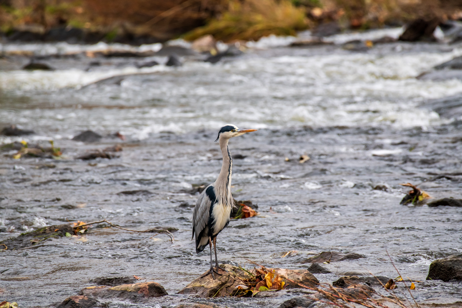 Fischreiher im Herbstmorgen 